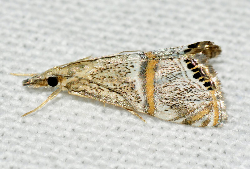 Crambidae - Euchromius superbellus